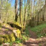 Vallon rocher feuillu au printemps