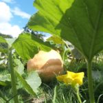 Jardin, plantage, photo de courge, Pro spécia rara, bio
