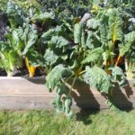 légume, prospecia rara, bio, plantage