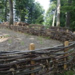 Renouvellement de la Chênaie, petites pousses de chêne
