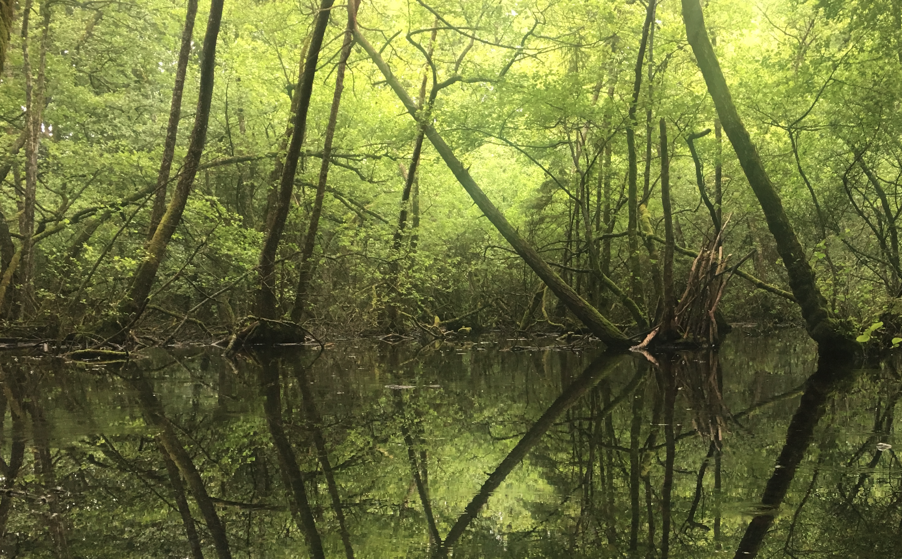 Bois de Chêne, Petit lac dans la forêt reflétant le paysage